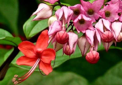 Clerodendrum îngrijire și reproducere la domiciliu