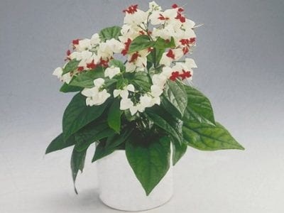 Clerodendrum îngrijire la domiciliu