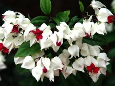 Clerodendrum îngrijire la domiciliu