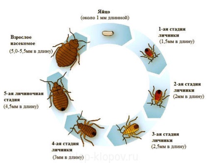 Patru copii acasă la culcare