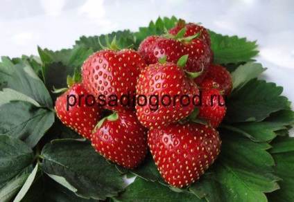 Strawberry Черен принц описание на сорта, характеристиките и отглеждане, видео и снимки