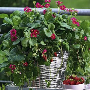 Strawberry Tuscany A fajta leírása, fotó, vélemények