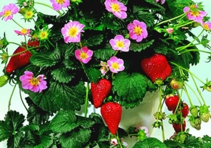 Strawberry Tuscany Descriere varietate, fotografie, recenzii