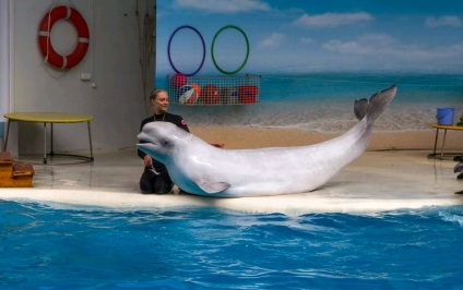 Dolphinarium Koktebel