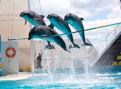 Koktebel Dolphinarium