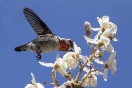 Hummingbird - a kisbabák a kolibri között