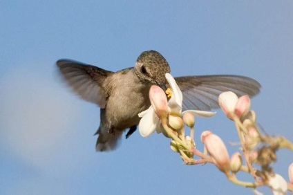 Hummingbird - a kisbabák a kolibri között