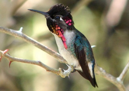 Hummingbird - mică albină printre colibri