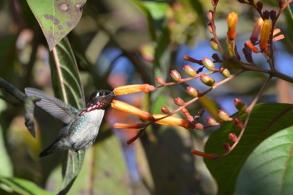 Hummingbird - mică albină printre colibri