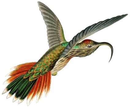 Hummingbird (lat)