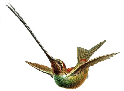 Hummingbird (lat)
