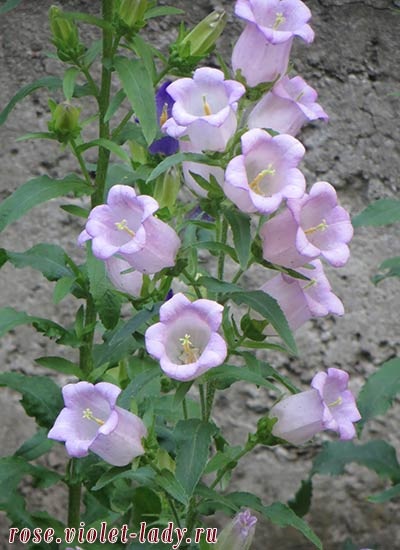 Bellflower Cultivarea semințelor medii