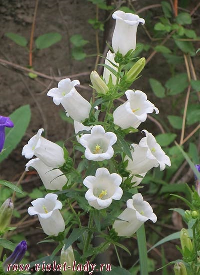 Bellflower Cultivarea semințelor medii