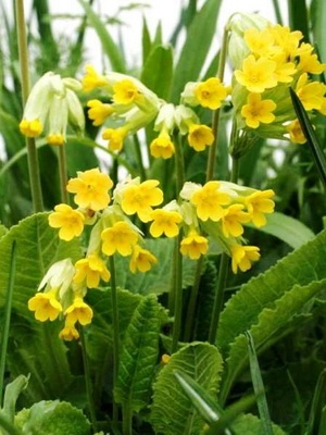 Flori galbene interioare pe o fotografie de plante cu flori galbene