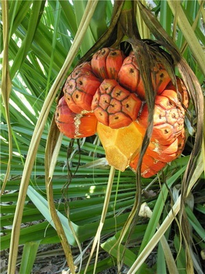 Flori galbene interioare pe o fotografie de plante cu flori galbene