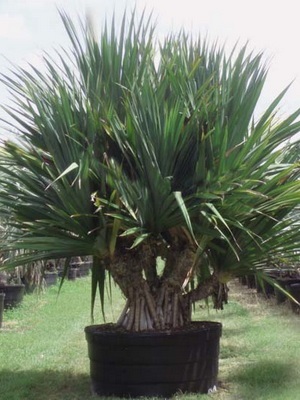 Flori galbene interioare pe o fotografie de plante cu flori galbene