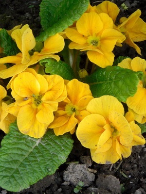 Flori galbene interioare pe o fotografie de plante cu flori galbene