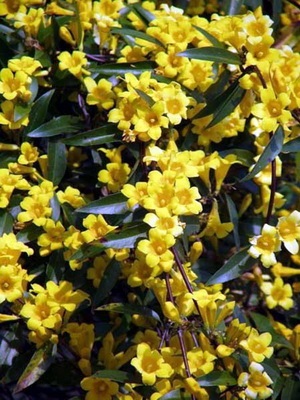 Flori galbene interioare pe o fotografie de plante cu flori galbene