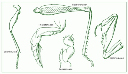 Finitețea insectelor - fotografie 14170-22