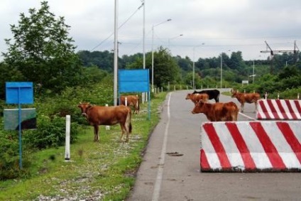 Vaci contrafăcute