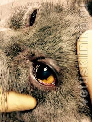 Sechestrarea corneei - tratamentul chirurgical al pchego-ochilor la pisici într-o clinică veterinară din St. Petersburg