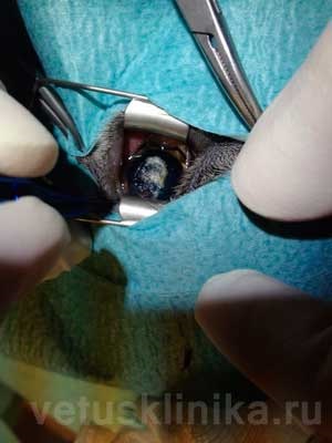 Sechestrarea corneei - tratamentul chirurgical al pchego-ochilor la pisici într-o clinică veterinară din St. Petersburg