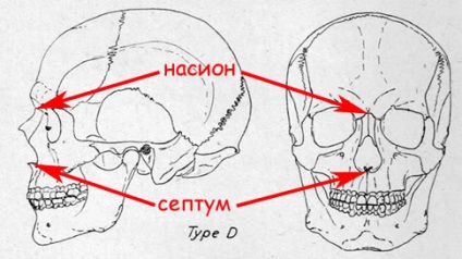 Craniometry vagy a koponya helyes mérése