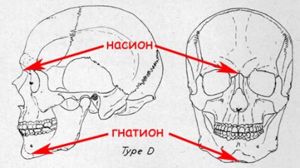 Craniometry vagy a koponya helyes mérése