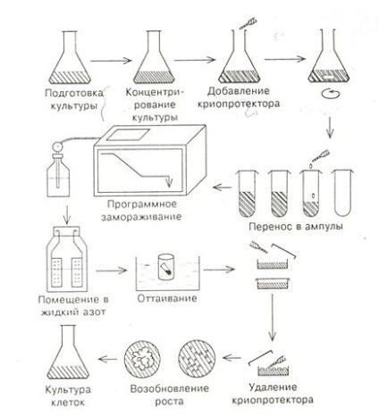 Cella krioprezerváció