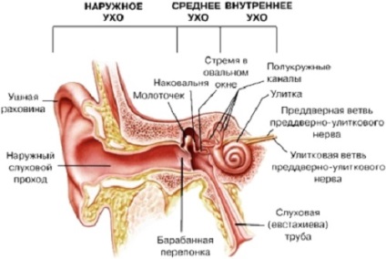 Sângerări la nivelul urechii - cauze, simptome, tratament, remedii la domiciliu