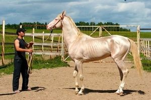 Cine sunt caii Akhal-Teke și natura îngrijirii, originea rasei, Argamakul