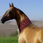 Cine sunt caii Akhal-Teke și natura îngrijirii, originea rasei, Argamakul