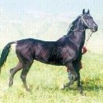 Cine sunt caii Akhal-Teke și natura îngrijirii, originea rasei, Argamakul