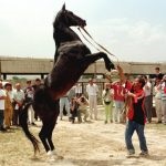 Cine sunt caii Akhal-Teke și natura îngrijirii, originea rasei, Argamakul