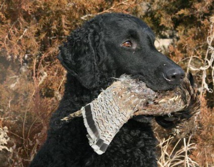 Curled Coat Retriever fotografie și descriere