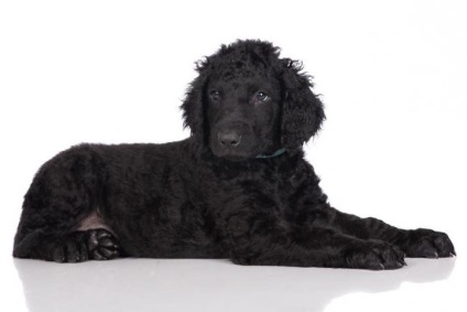 Curled Coat Retriever fotografie și descriere