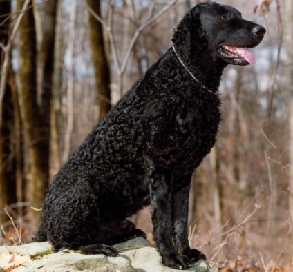 Curled Coat Retriever fotografie și descriere