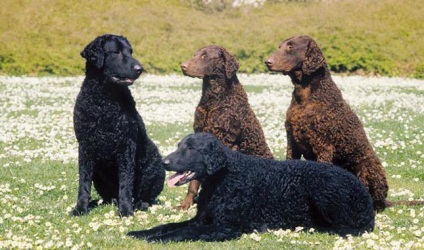 Curled Coat Retriever fotografie și descriere