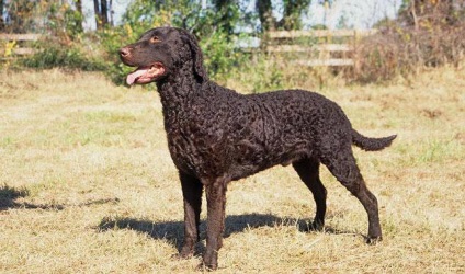 Curled Coat Retriever fotografie și descriere