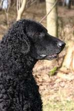 Curled Retriever Coat sau Curly retriever