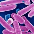 Tratamentul infecției bacteriene pe piele