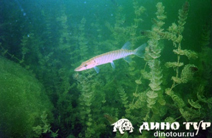 Lacul Lezhny, dino tur