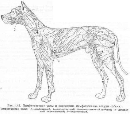 Ganglionii limfatici și rădăcinile lor la câini - totul despre animale