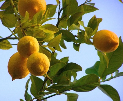 Citrom hidroponika, citrom növekszik az otthonban