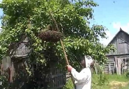 A méhcsíkok csapdákként és átültetésben részesülnek (videó)