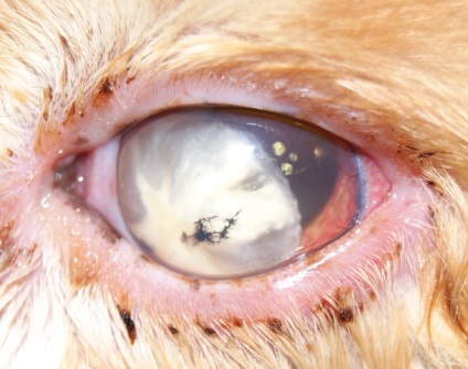 Lentilarea lentilelor la caini si pisici cauzeaza, simptome, tratament