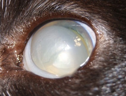Lentilarea lentilelor la caini si pisici cauzeaza, simptome, tratament