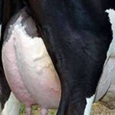Mastita de vaca, medicina veterinara