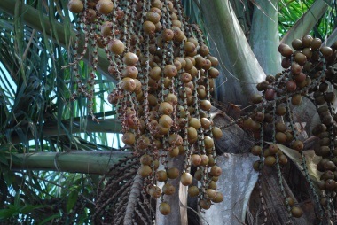 Mauricium officinalis, alkalmazás, értékelés, hasznos tulajdonságok, ellenjavallatok, képlet