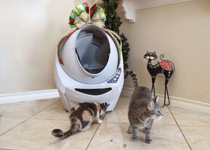 Visele devenite adevărate au creat o toaletă de pisică 